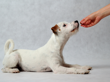 2026 Köpek Beslenmesinde Çığır Açacak 5 Ana Trend: Donnuk Mama’dan İpuçları!
