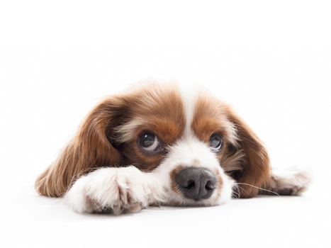 Çiğ Beslenme İle Köpek Gelişimi: Yavruluktan Yaşlılığa Sağlıklı Bir Yolculuk