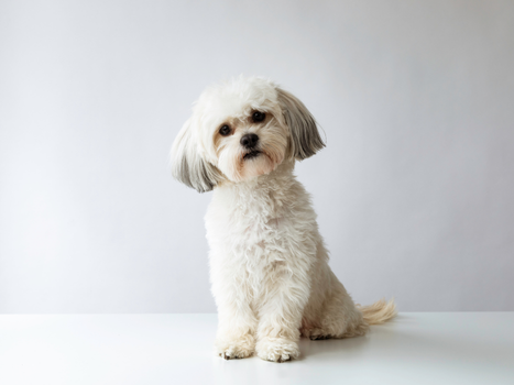 Köpeğiniz İçin İdeal Kilo Kontrolü: Çiğ Beslenme ve 3 Etkili Adım