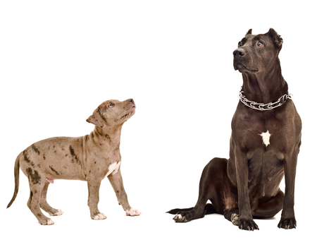 Donnuk Mama Besleme Rehberi: Yetişkin Köpekler İçin Doğru Beslenme Uygulamaları